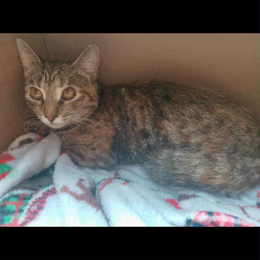 Skittles, Adoptable, Kitten Female Domestic Short Hair.