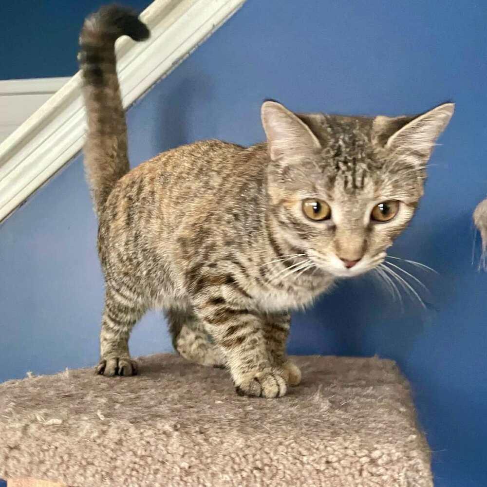 Skittles, Adoptable, Kitten Female Domestic Short Hair.