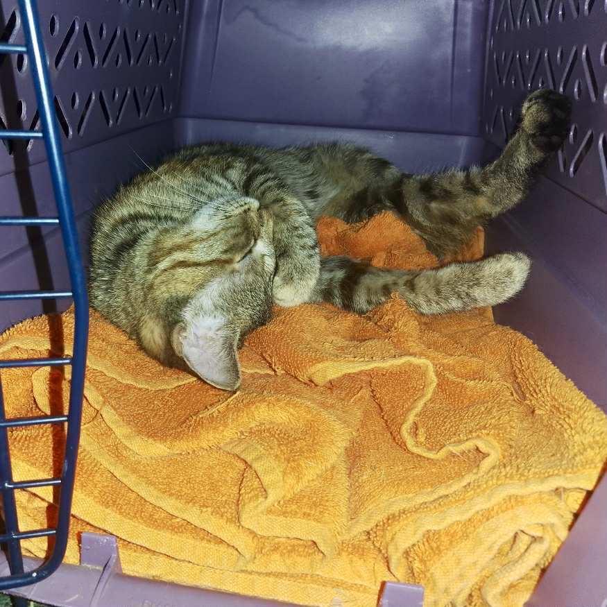 Enlarge Skittles, a Adoptable Domestic Short Hair in Raleigh, NC image 3/6