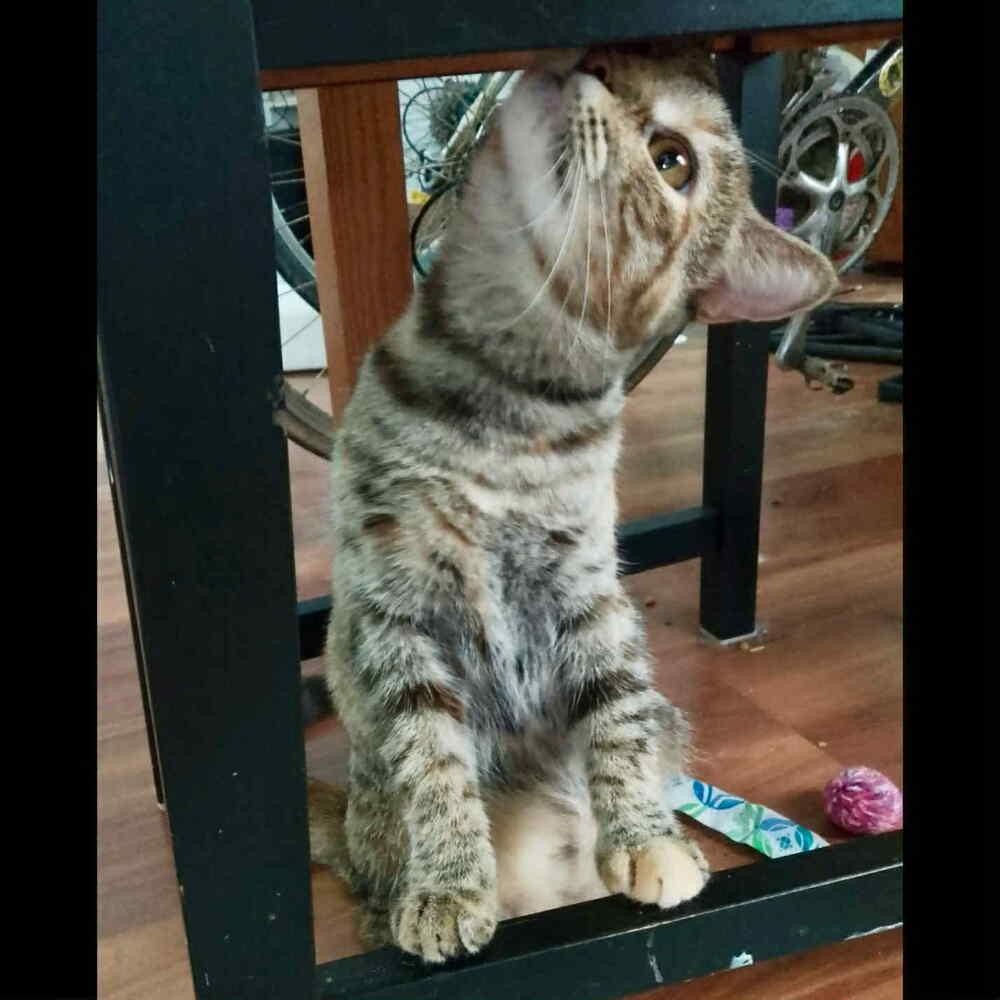 Enlarge Skittles, a Adoptable Domestic Short Hair in Raleigh, NC image 4/6