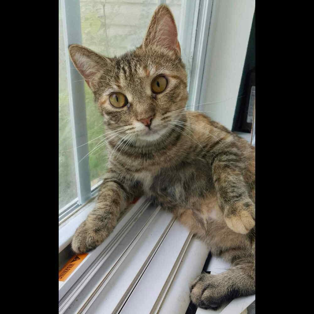 Enlarge Skittles, a Adoptable Domestic Short Hair in Raleigh, NC image 5/6