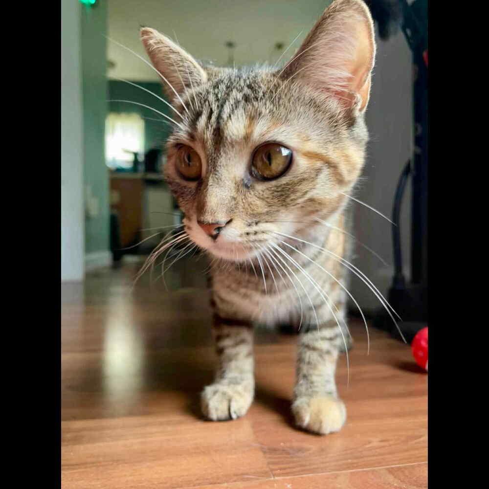 Enlarge Skittles, a Adoptable Domestic Short Hair in Raleigh, NC image 6/6