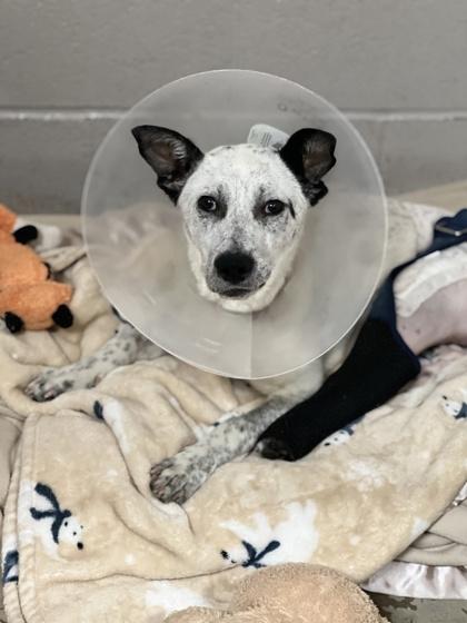 Pecas, Adoptable, Puppy Female Australian Cattle Dog / Blue Heeler.