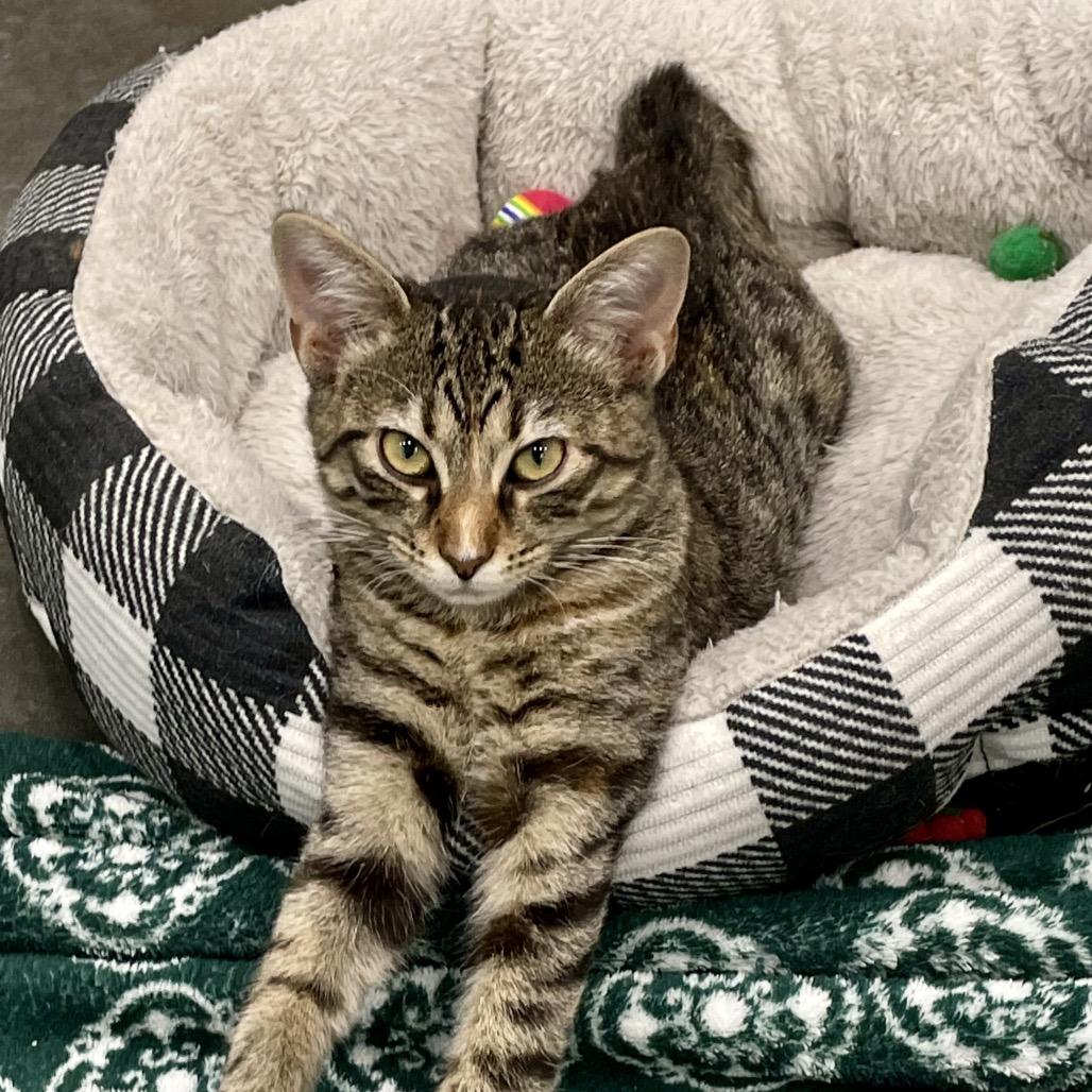 Fern, a Adoptable Domestic Short Hair in Fairmont, WV image 1/5