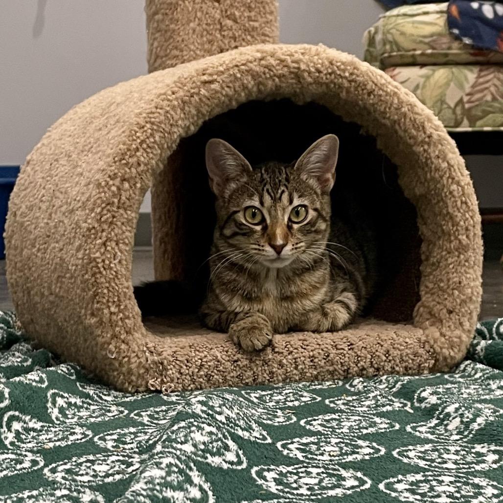 Fern, a Adoptable Domestic Short Hair in Fairmont, WV image 2/5