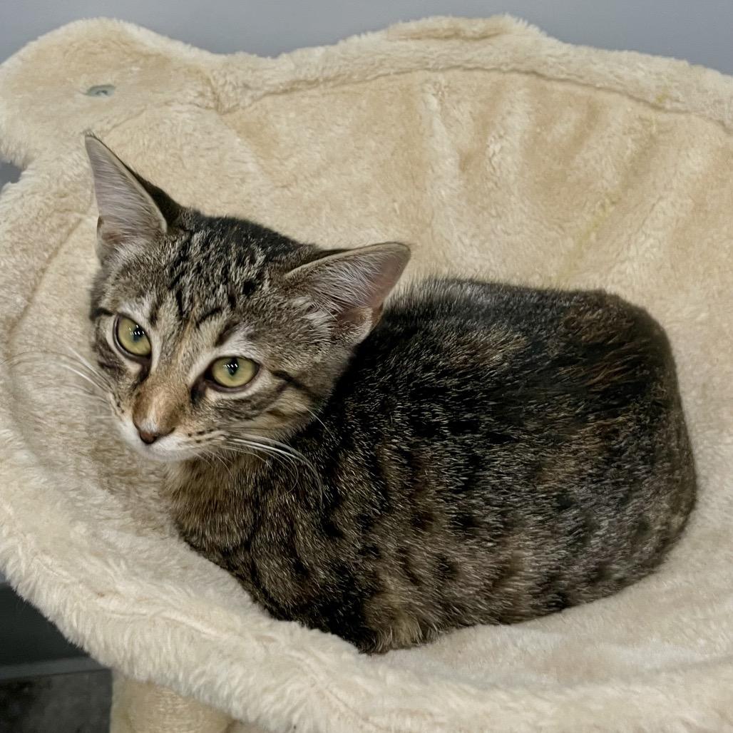 Fern, a Adoptable Domestic Short Hair in Fairmont, WV image 3/5