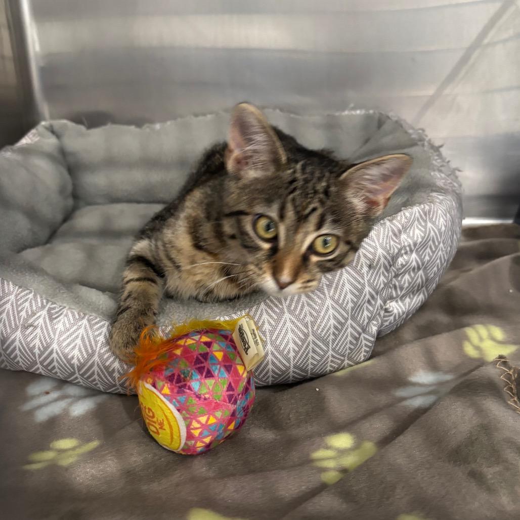 Fern, a Adoptable Domestic Short Hair in Fairmont, WV image 4/5