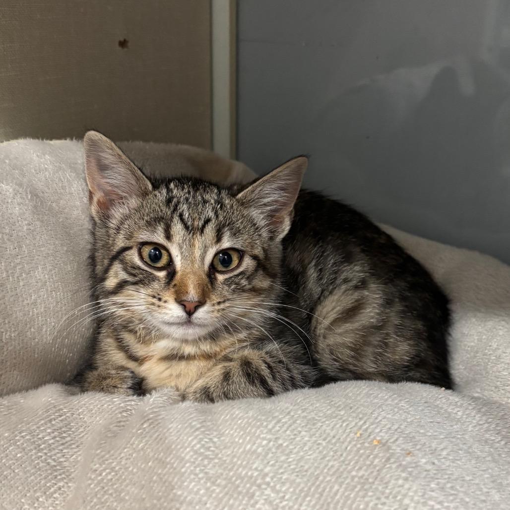 Fern, a Adoptable Domestic Short Hair in Fairmont, WV image 5/5