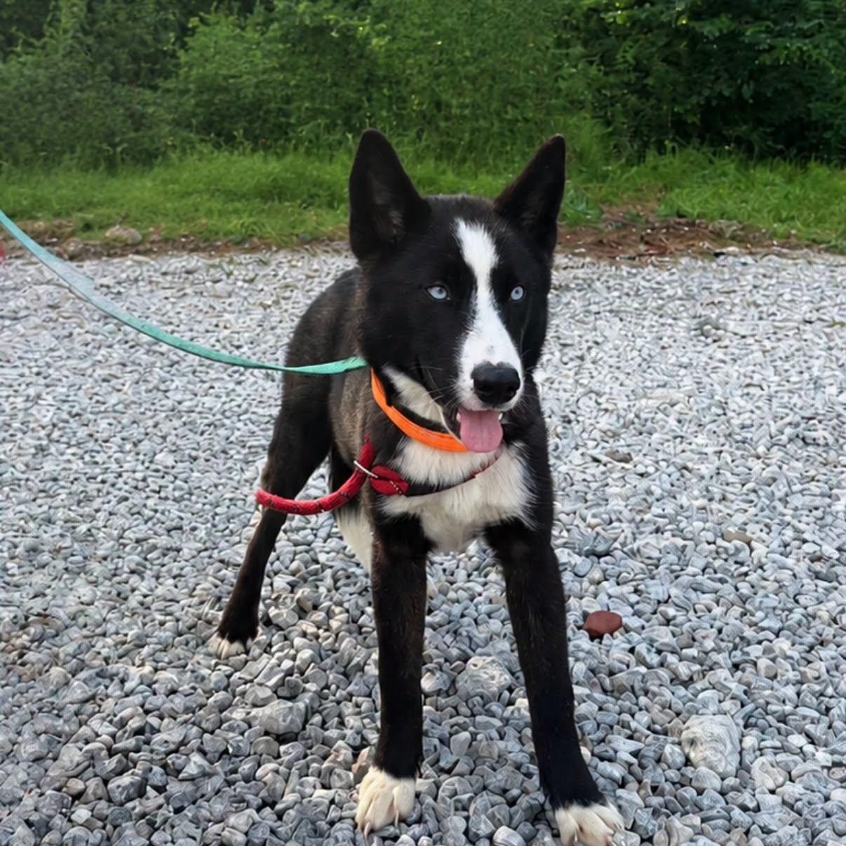 Heather, adopted, Young Female Mixed Breed & Husky.