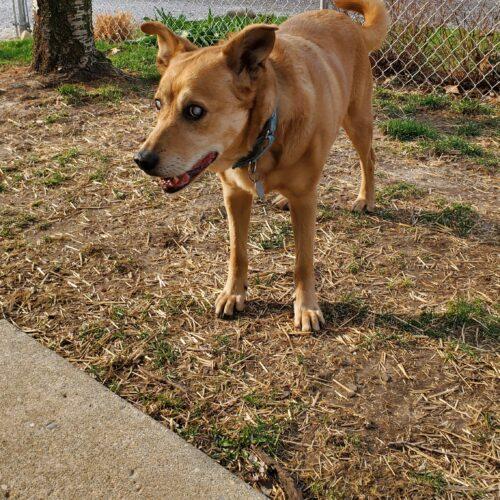 Nicholas aka Ray Charles, Adoptable, Adult Male Carolina Dog.
