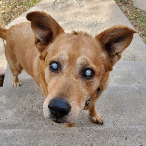 Enlarge Nicholas aka Ray Charles, a Adoptable Carolina Dog in Fishers, IN image 2/4