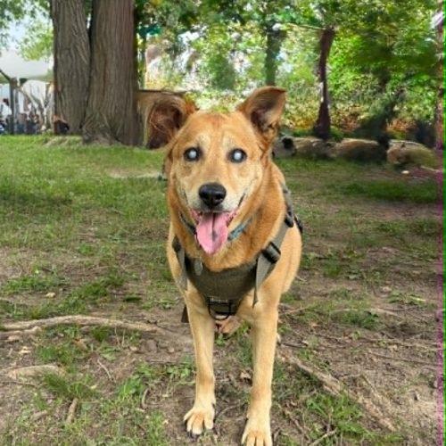 Nicholas aka Ray Charles, a Adoptable Carolina Dog in Fishers, IN image 3/4