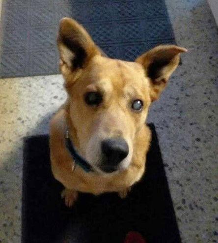 Nicholas aka Ray Charles, Adoptable, Adult Male Carolina Dog.