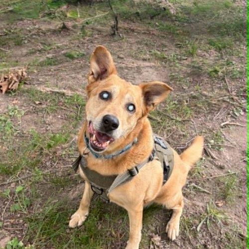 Enlarge Nicholas aka Ray Charles, a Adoptable Carolina Dog in Fishers, IN image 4/4