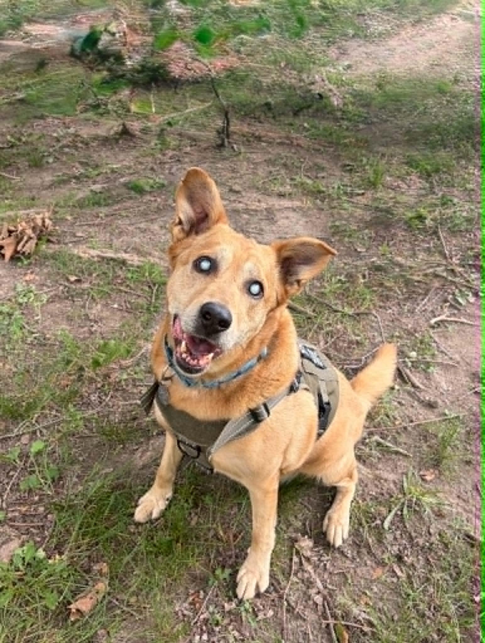 Nicholas aka Ray Charles, a Adoptable Carolina Dog in Fishers, IN image 4/4