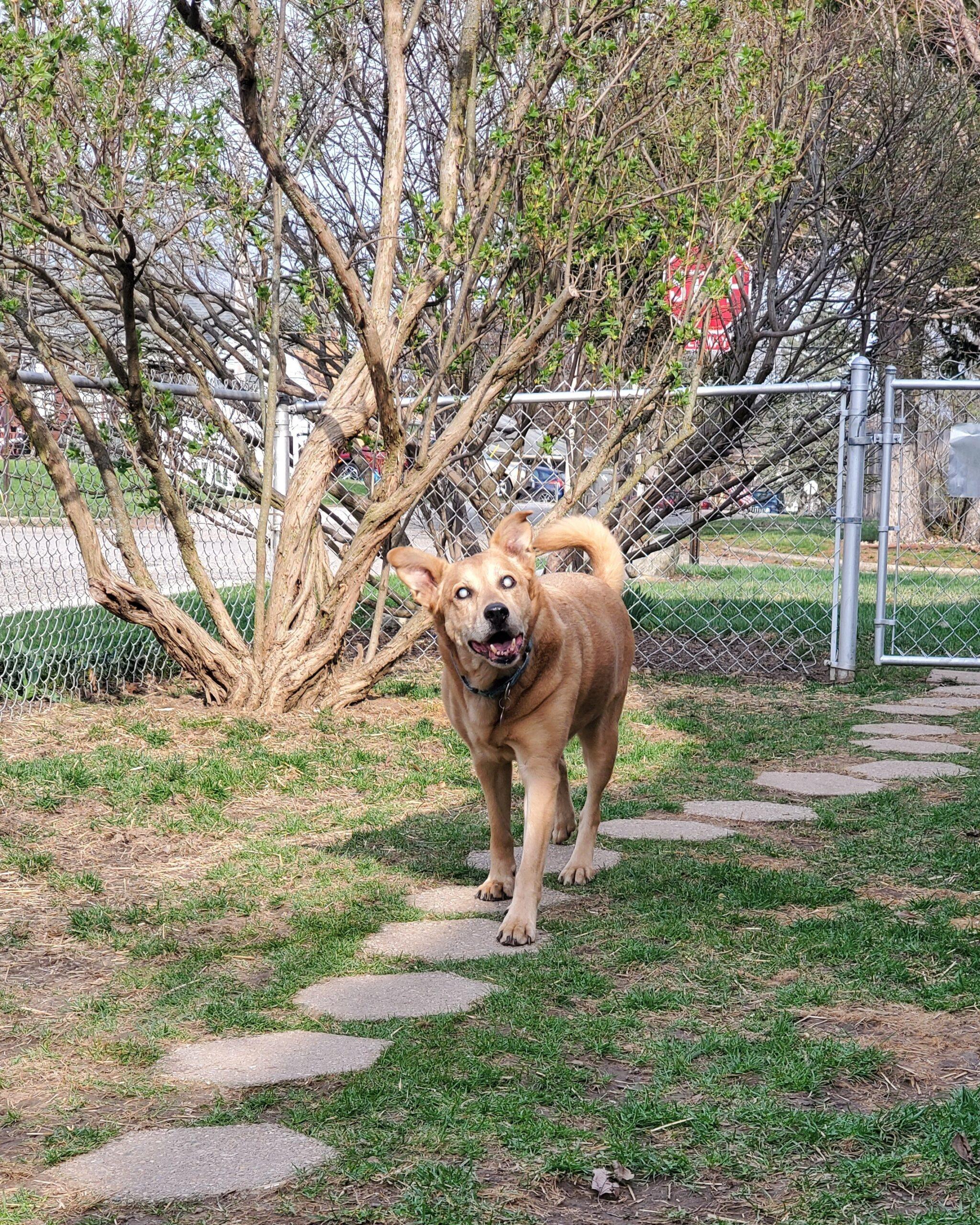 Enlarge Nicholas aka Ray Charles, a Adoptable Carolina Dog in Fishers, IN image 3/4
