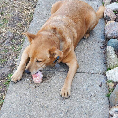 Enlarge Nicholas aka Ray Charles, a Adoptable Carolina Dog in Fishers, IN image 4/4
