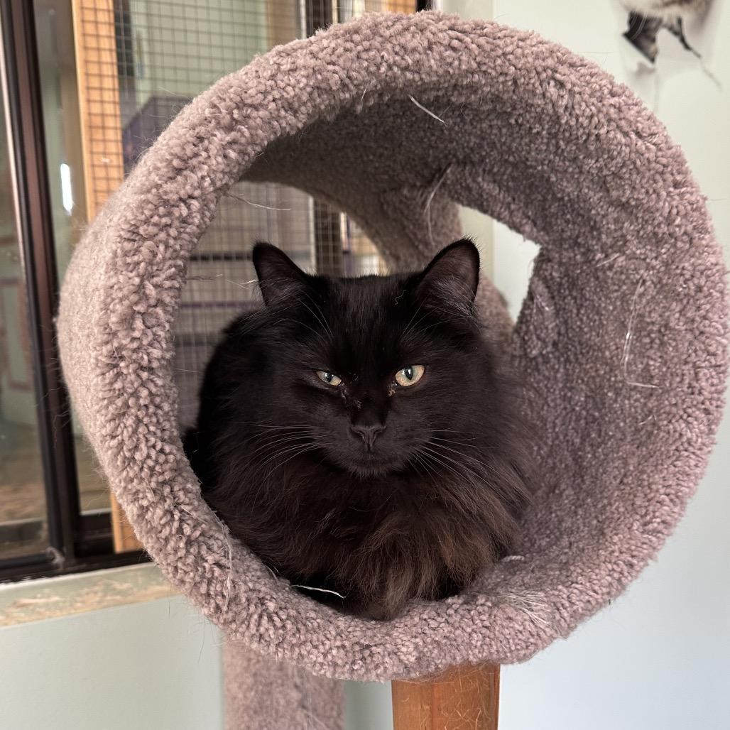 Bill, Adoptable, Adult Male Domestic Long Hair.