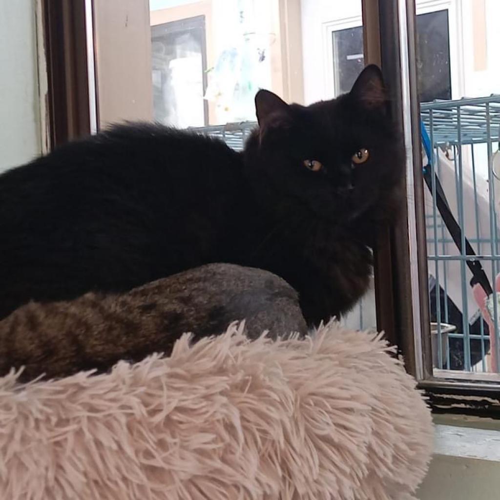 Bill, a Adoptable Domestic Long Hair in Priest River, ID image 2/4