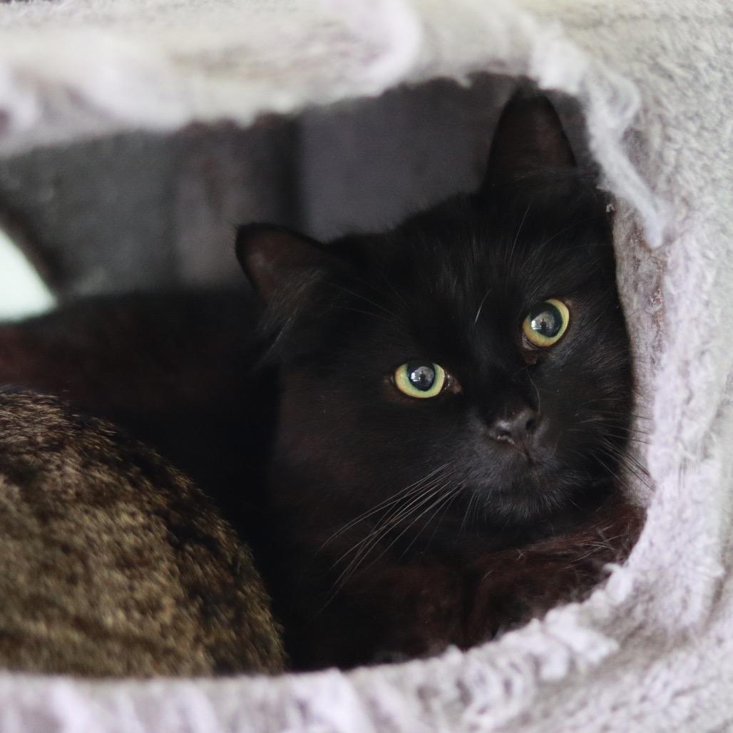 Bill, a Adoptable Domestic Long Hair in Priest River, ID image 3/5