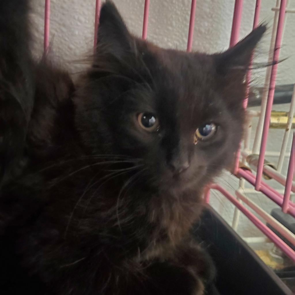 Bill, a Adoptable Domestic Long Hair in Priest River, ID image 3/4