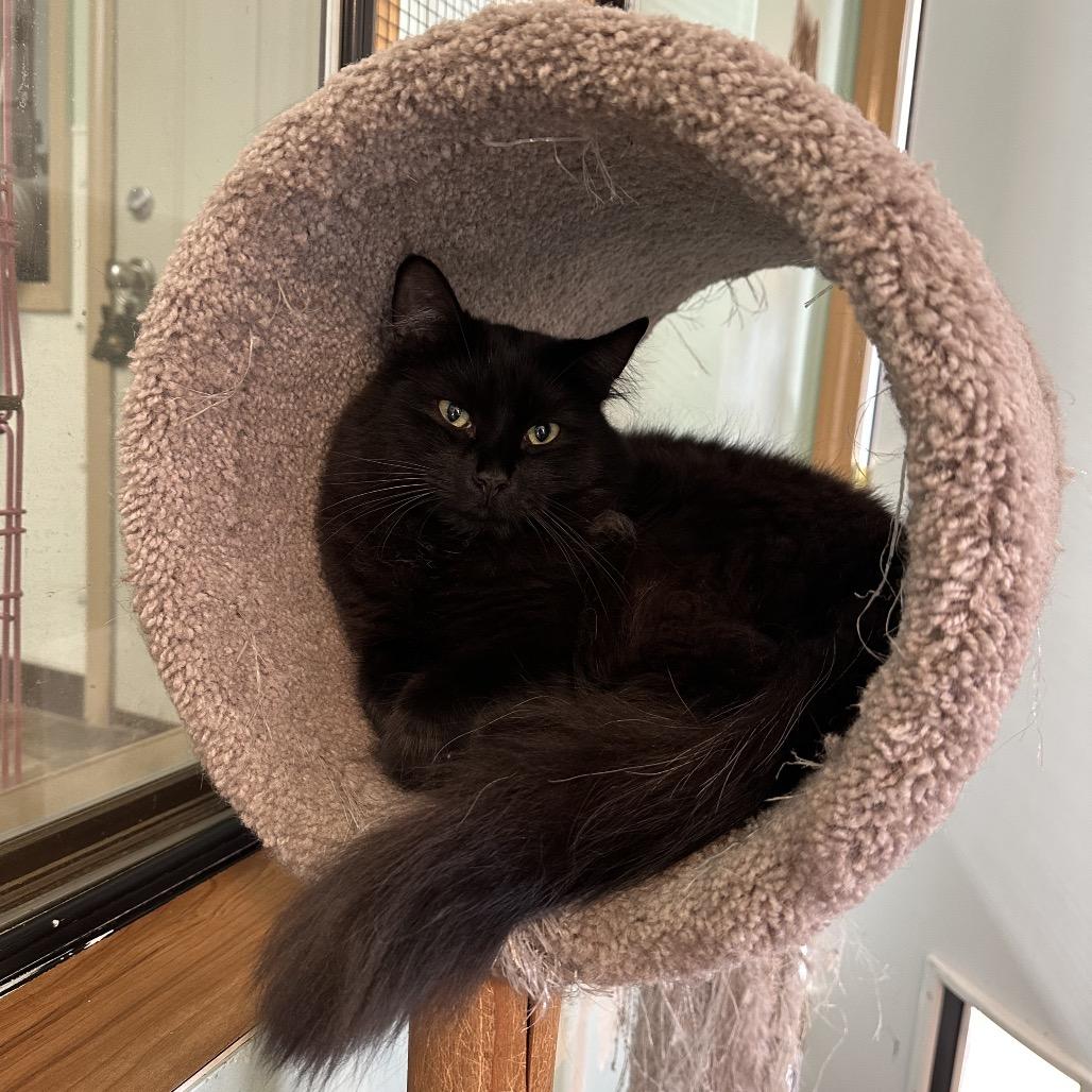 Enlarge Bill, a Adoptable Domestic Long Hair in Priest River, ID image 5/6