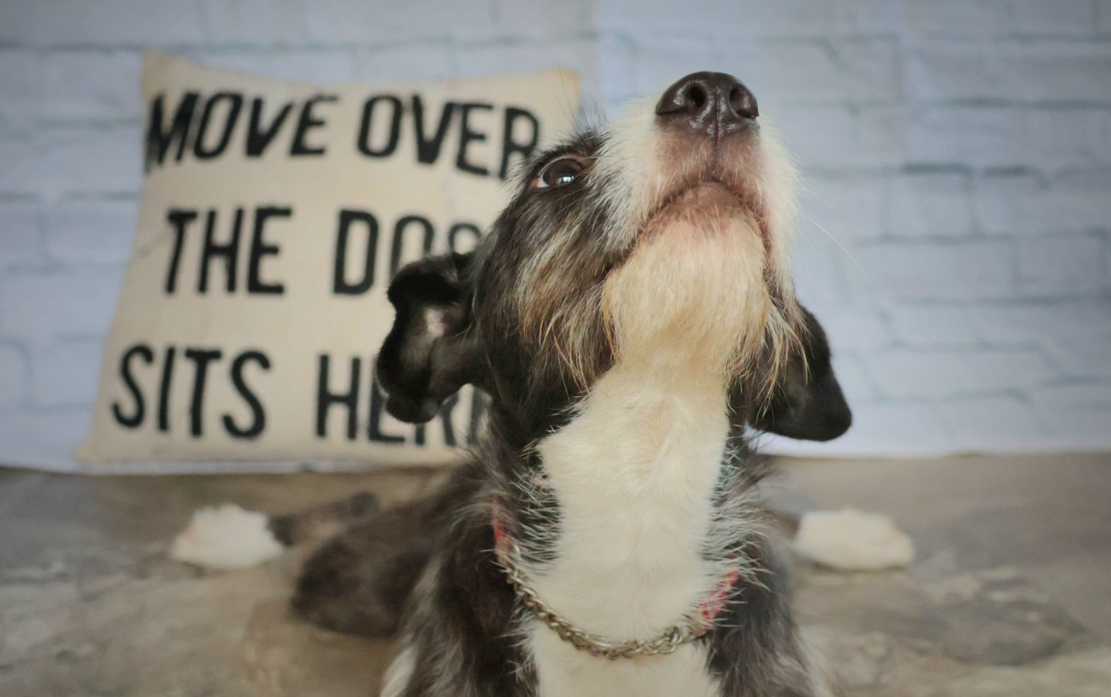 Enlarge Destiny, an adoptable Mixed Breed in Lake Worth, FL image 4/4