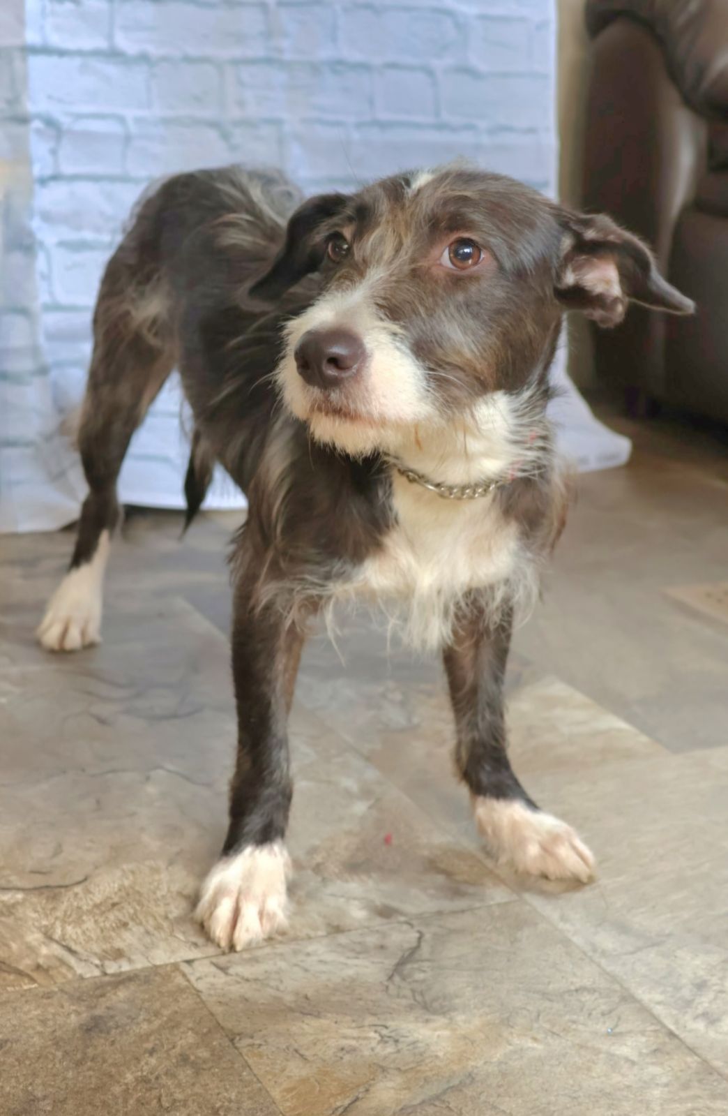 Enlarge Destiny, an adoptable Mixed Breed in Lake Worth, FL image 1/4