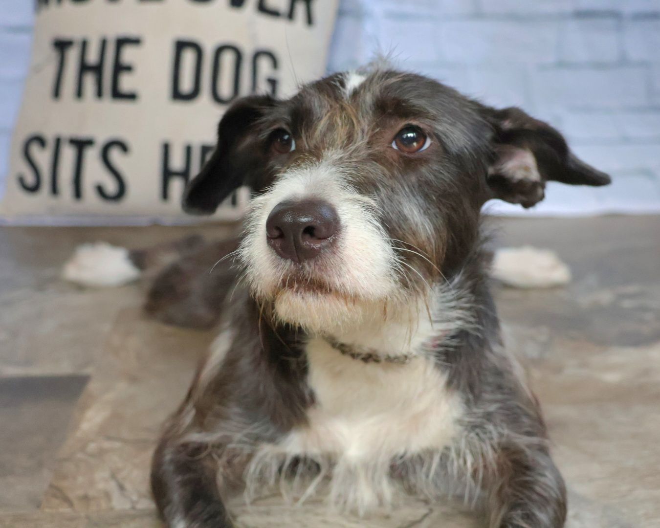 Enlarge Destiny, an adoptable Mixed Breed in Lake Worth, FL image 2/4