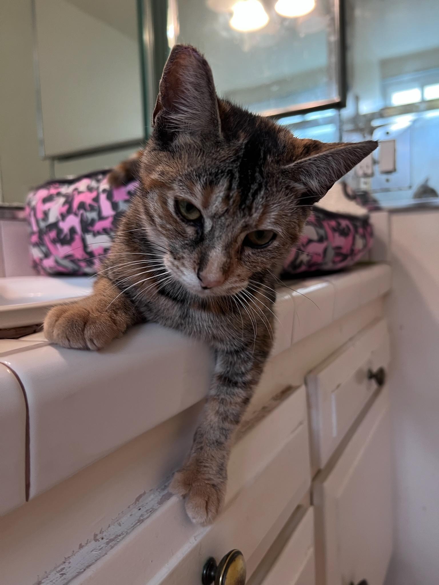 Flower, adopted, Kitten Female Tabby.