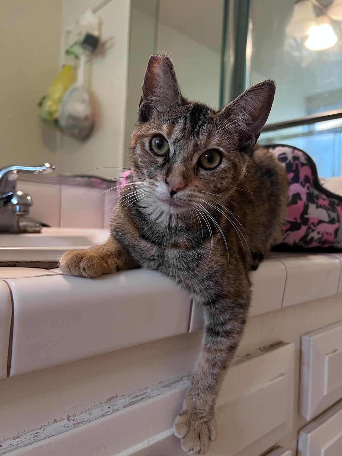 Enlarge Flower, an adopted mixed breed in Buena Park, CA image 2/4