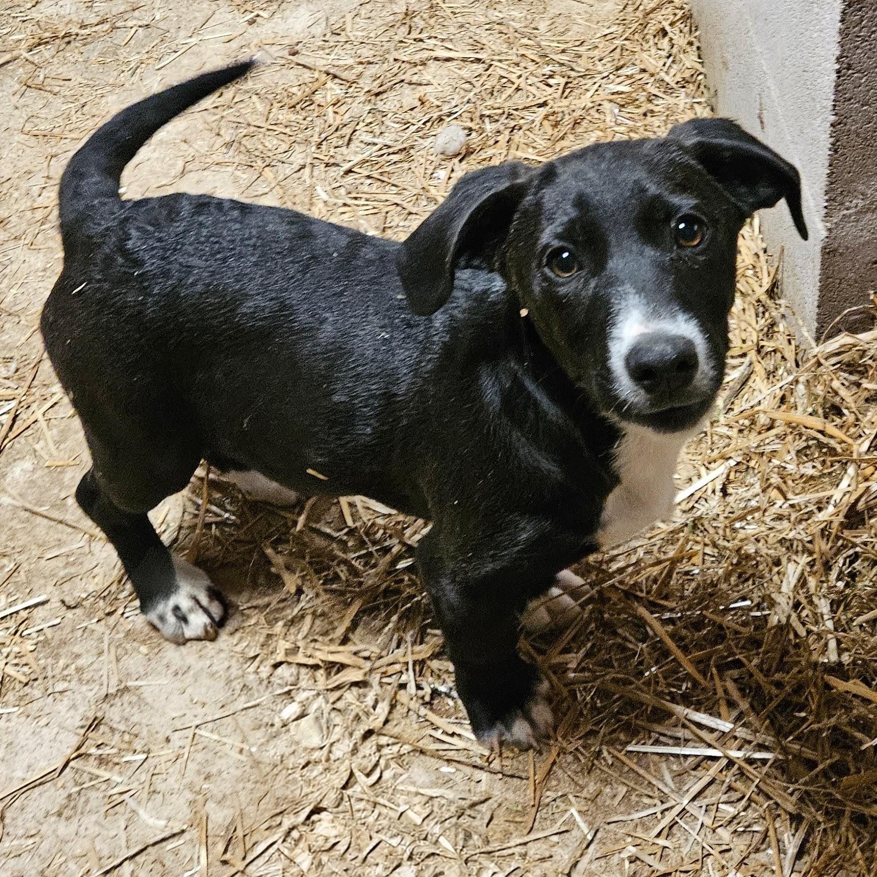 Enlarge Brio Best, an adopted mixed breed in Woburn, MA image 3/6