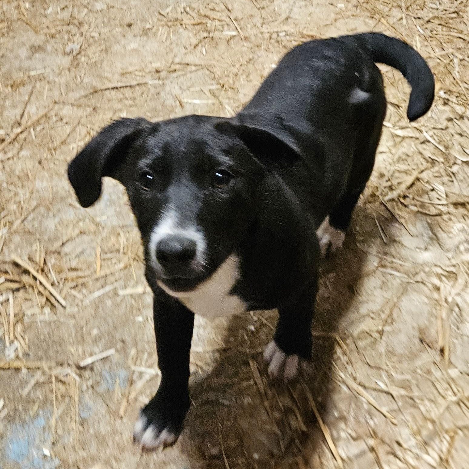 Enlarge Brio Best, an adopted mixed breed in Woburn, MA image 4/6