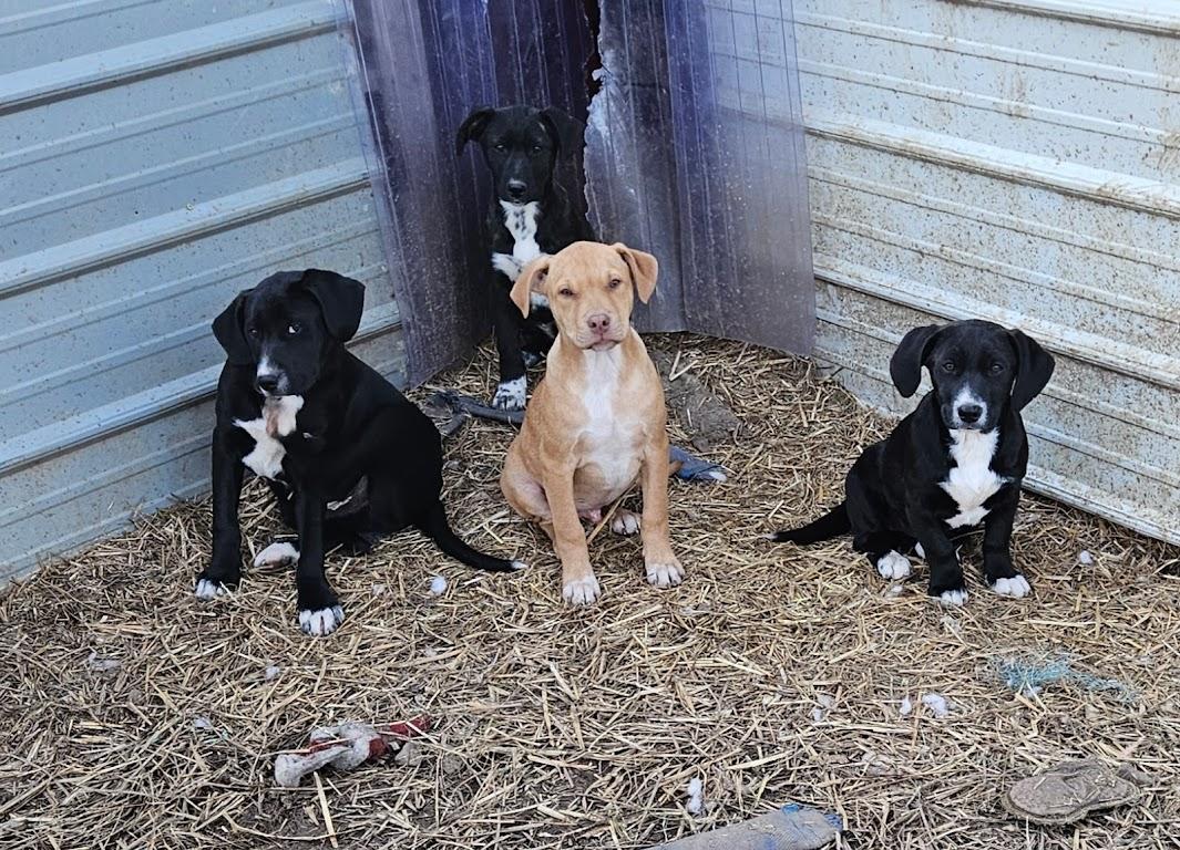 Enlarge Brio Best, an adopted mixed breed in Woburn, MA image 2/6