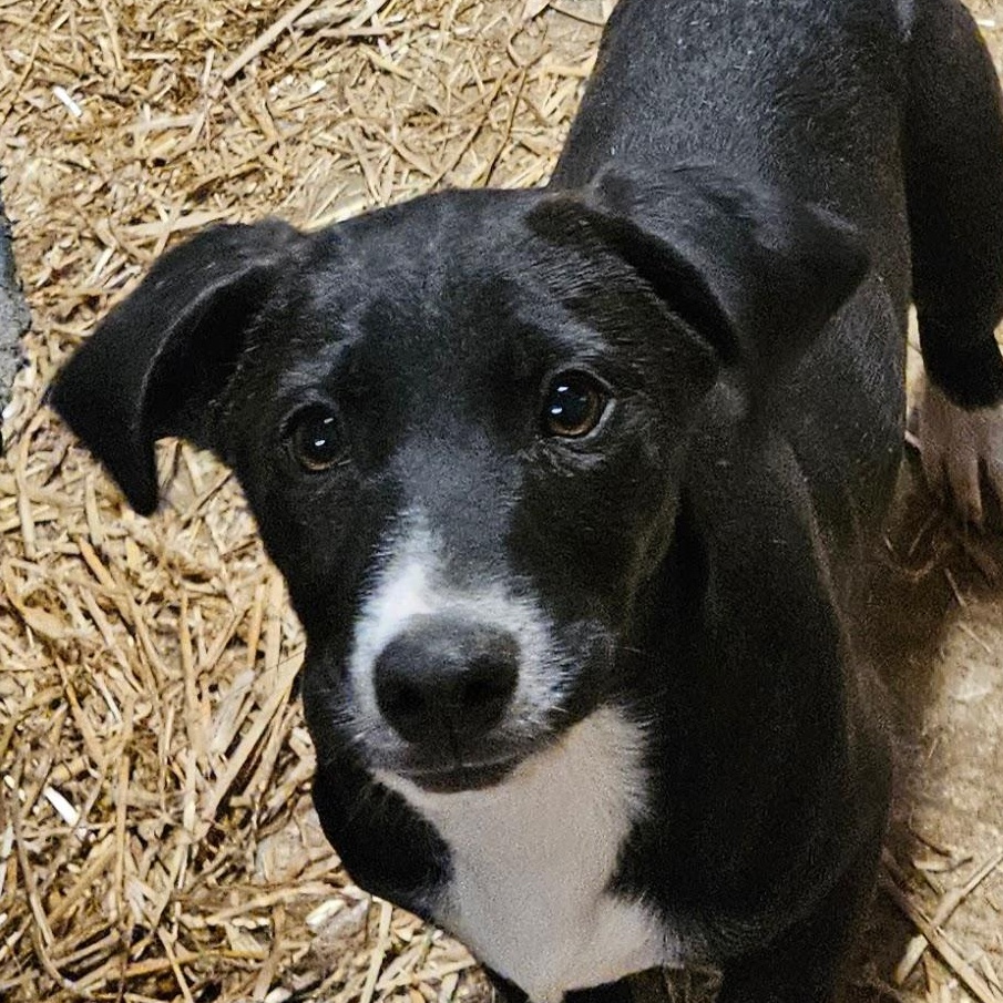 Brio Best, adopted, Puppy Female Beagle & Labrador Retriever.