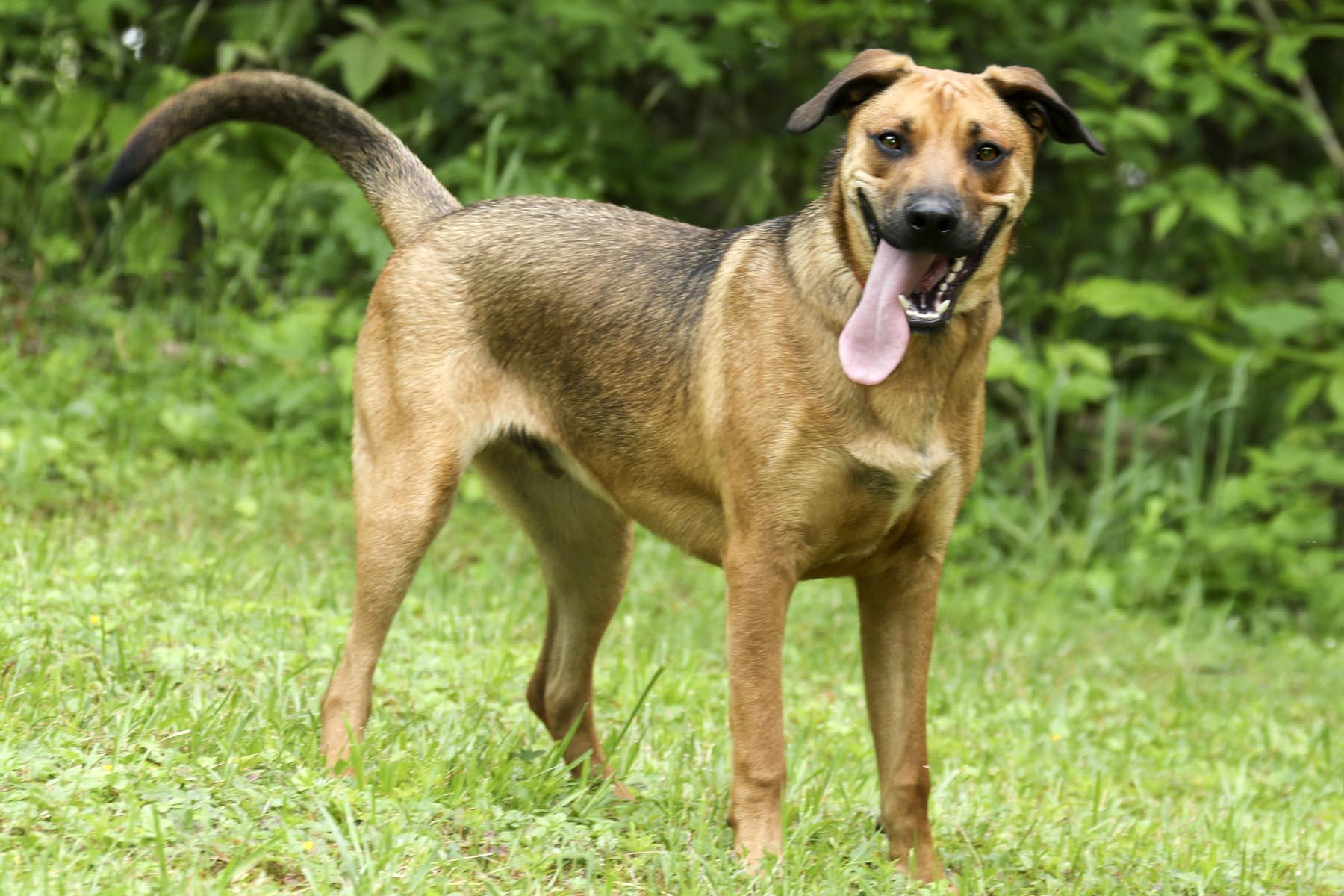 Enlarge Michael, a Adoptable mixed breed in Cashiers, NC image 2/6