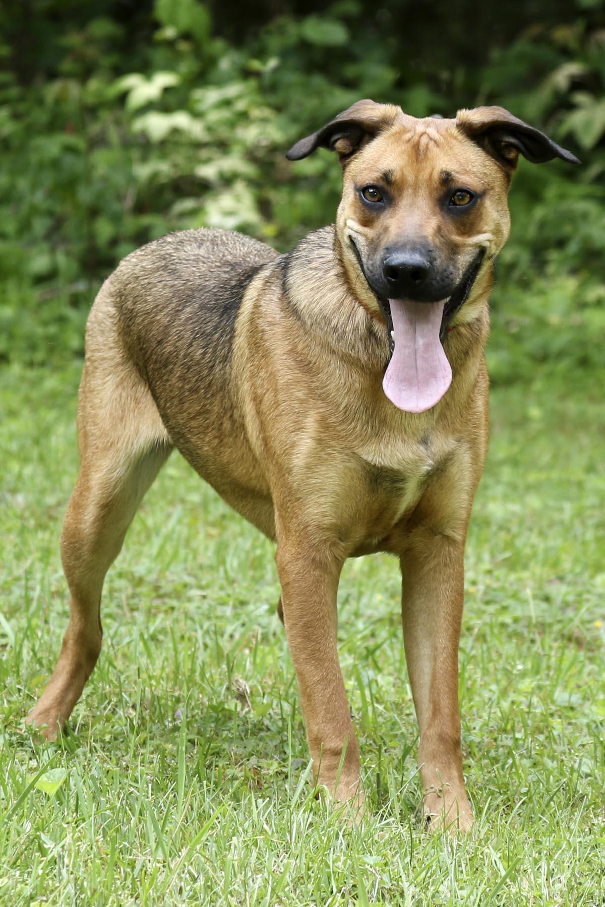 Enlarge Michael, a Adoptable mixed breed in Cashiers, NC image 3/6