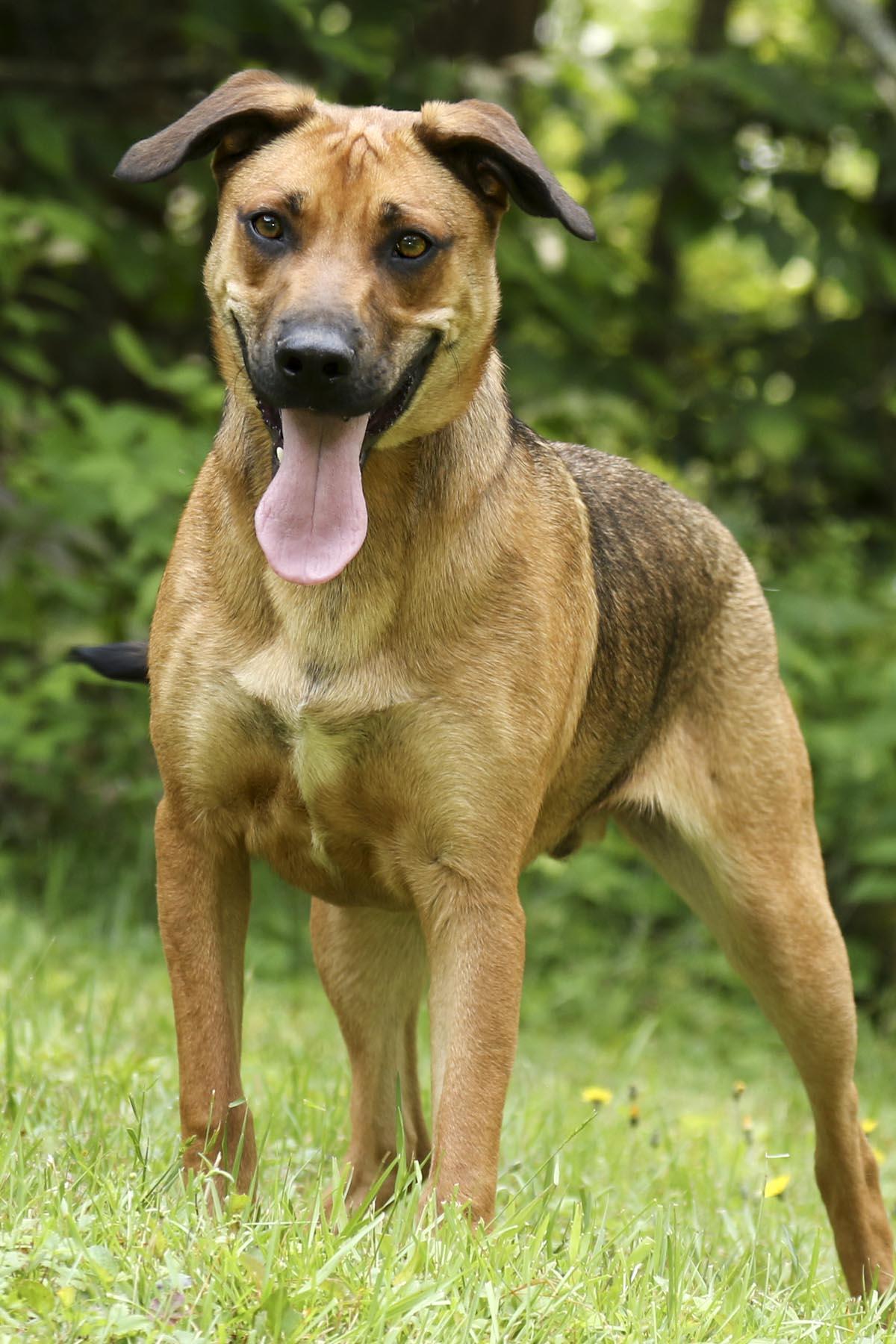 Enlarge Michael, a Adoptable mixed breed in Cashiers, NC image 4/6
