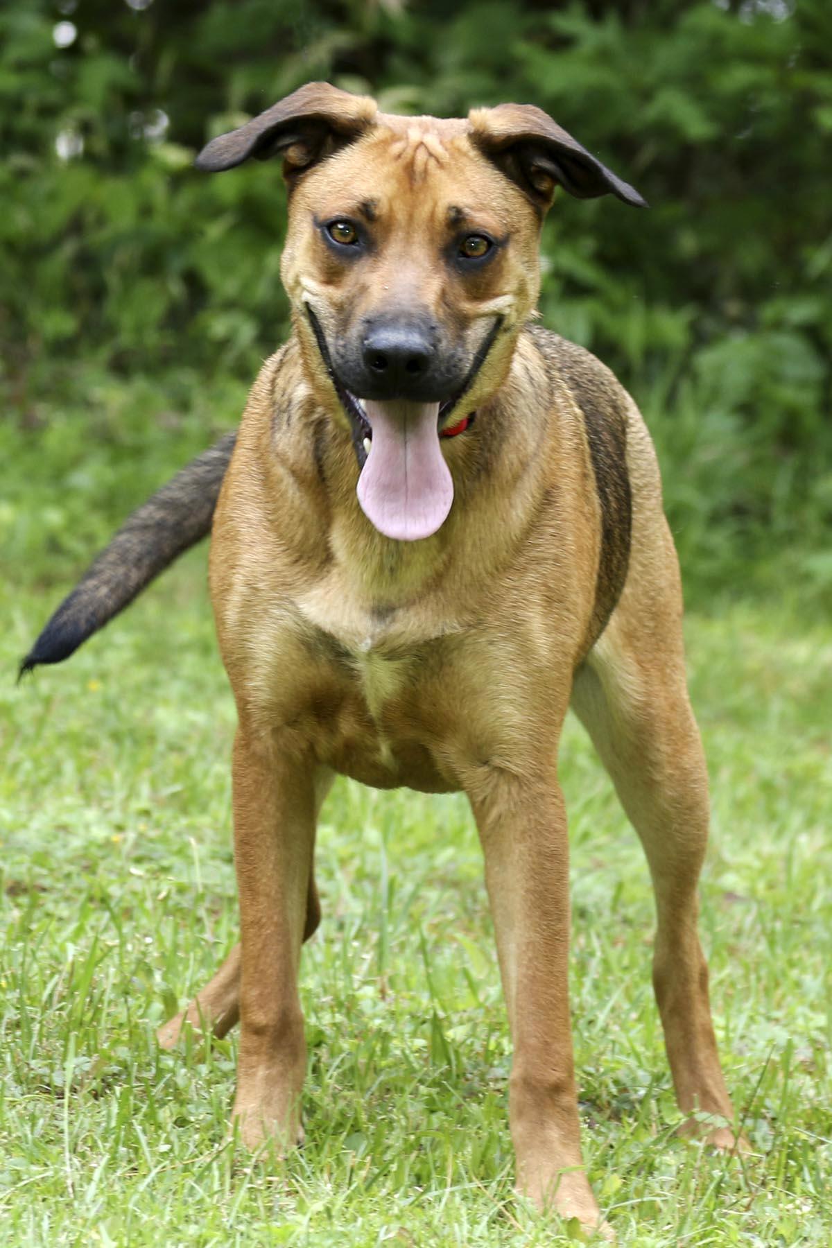 Enlarge Michael, a Adoptable mixed breed in Cashiers, NC image 5/6