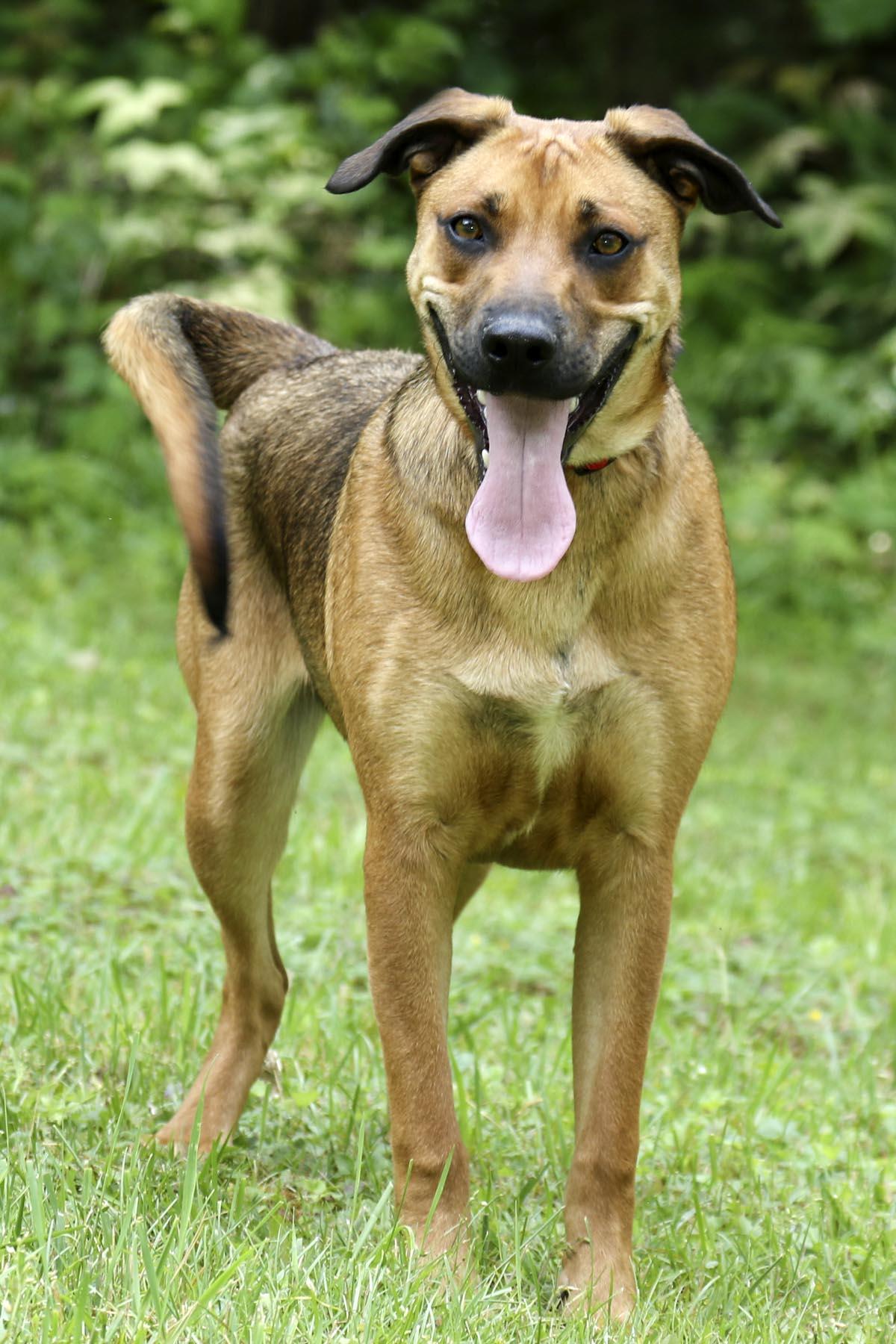 Enlarge Michael, a Adoptable mixed breed in Cashiers, NC image 1/6