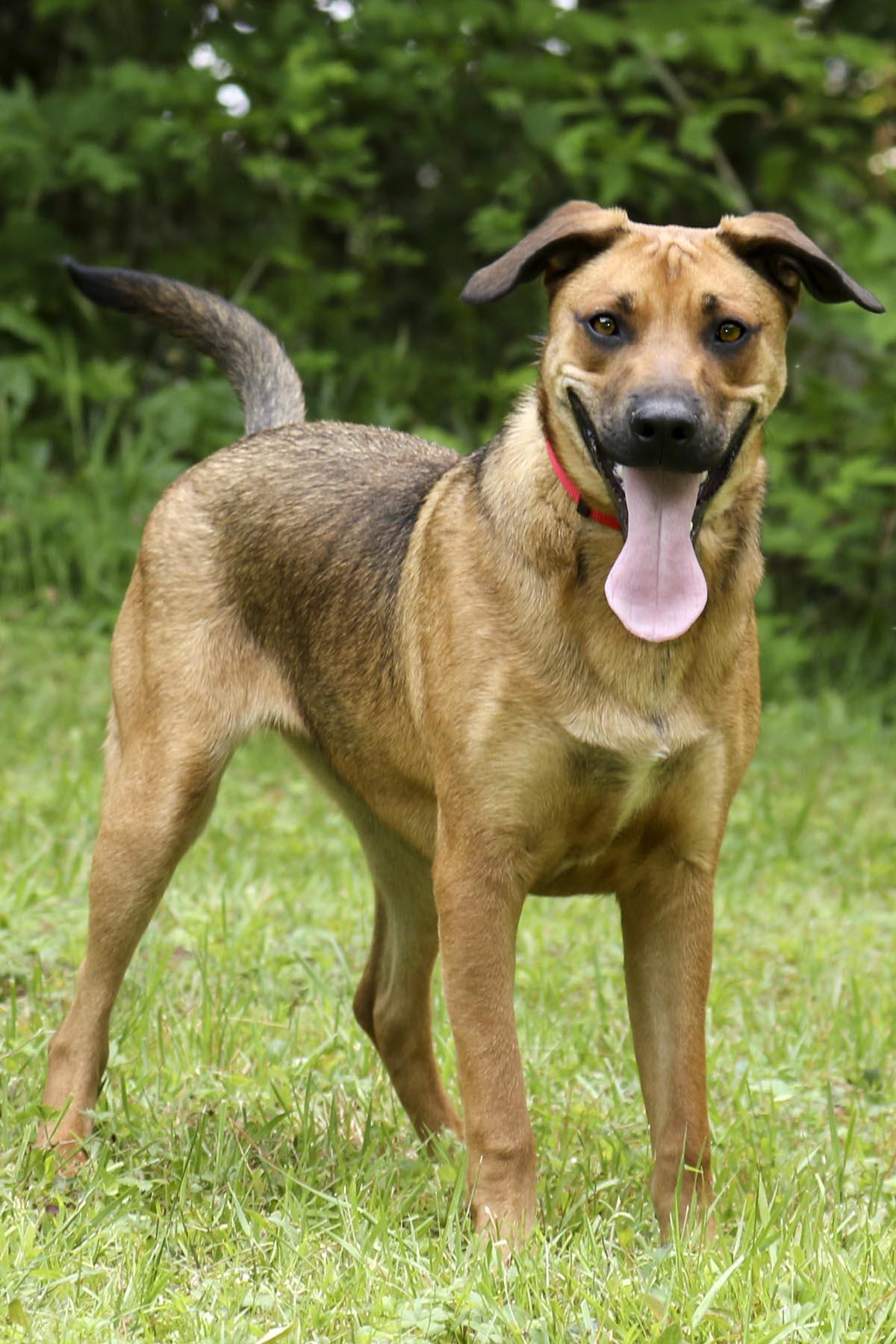 Enlarge Michael, a Adoptable mixed breed in Cashiers, NC image 6/6