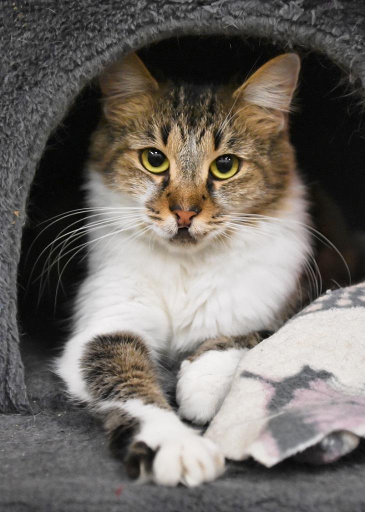 Enlarge Baby, a Adopted mixed breed in St. James City, FL image 1/1