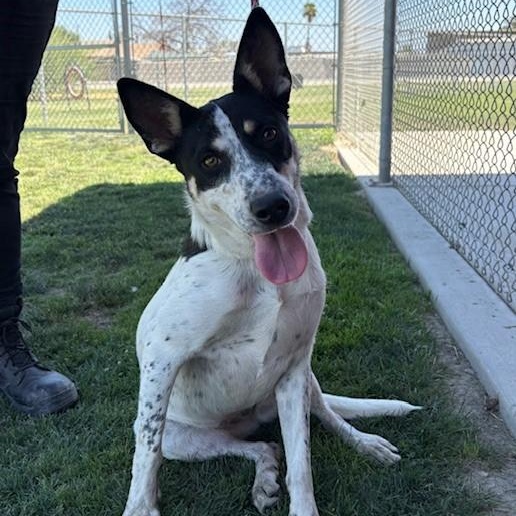 NANI, Adopted, Young Female Australian Cattle Dog / Blue Heeler.