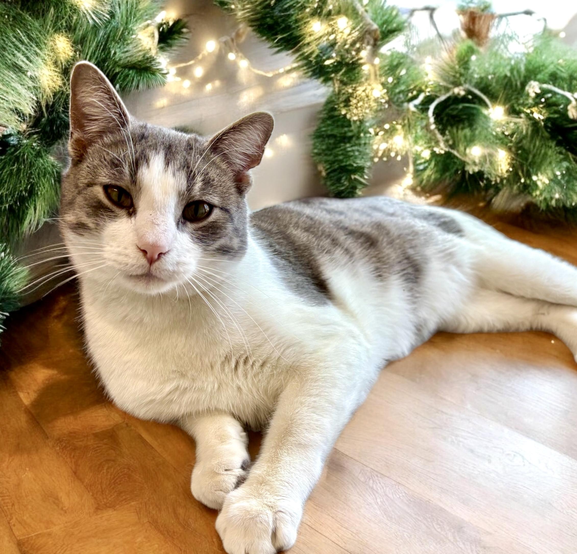 Cat for adoption - Boris, a Domestic Short Hair in Perry, IA | Petfinder