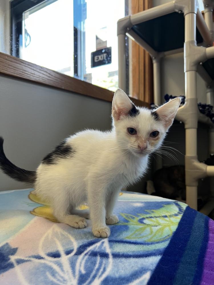 Gravy, Adoptable, Adult Male Domestic Short Hair.