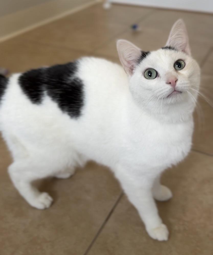 Enlarge Gravy, a Adoptable Domestic Short Hair in Bemidji, MN image 2/3