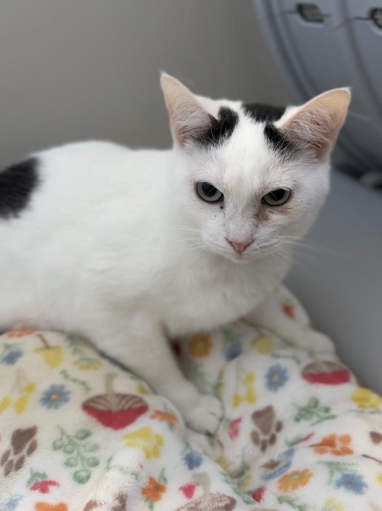 Enlarge Gravy, a Adoptable Domestic Short Hair in Bemidji, MN image 2/2