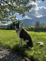 Luna *Courtesy Poet*, ADOPTABLE, Adult Female Shepherd.