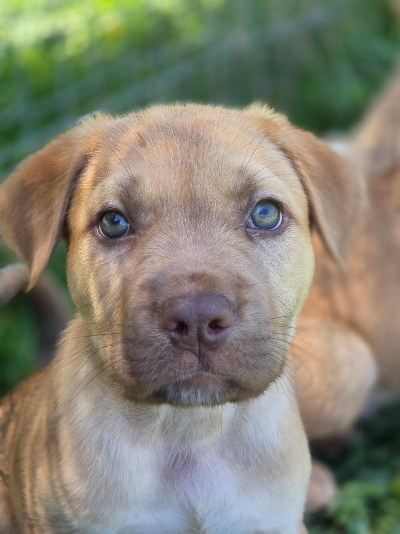 Vinny, an adopted mixed breed in Port Angeles, WA image 2/2