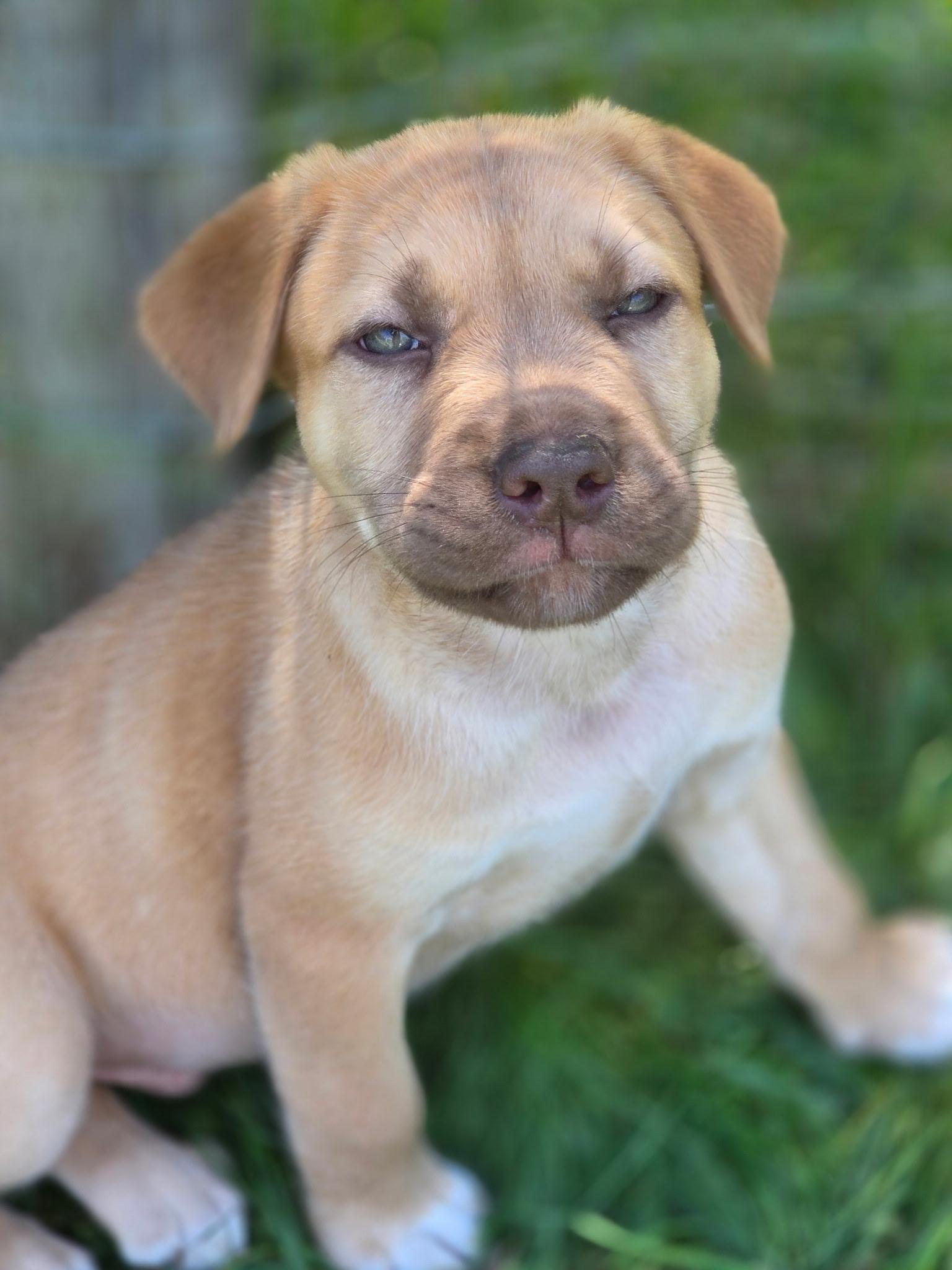 Vinny, an adopted mixed breed in Port Angeles, WA image 1/2